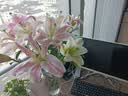 悦多彩AB级优质香水百合 家庭办公室各色生活鲜花 昆明基地 现采直发 粉色百合花10朵  ( 双头5枝) 实拍图