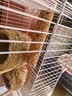 乖卷鹦鹉磨牙棒果蔬+五谷两根装虎皮玄凤啃咬互动训练奖励专用鸟粮 实拍图