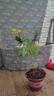 CHUANGSHIJI树莓苗双季树莓覆盆子树苗黄红树莓苗南方北方种植盆栽地栽果树苗 秋福双季【当年结果】 60cm(含)-69cm(含) 实拍图