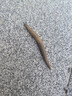 十月结晶月子纸孕产妇卫生纸巾产后产褥期产房专用加长刀纸 1kg 1包 （250g*4包） 实拍图