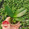 欧悟 蝴蝶兰花苗盆栽室内观花植物桌面阳台年宵花卉四季开花绿植花卉 蓝精灵+透明原盆+原土 实拍图
