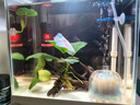 森森鱼缸石英加热棒 适用10-20L 自动恒温加热器 离水断电 50W 实拍图
