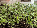 德沃多植物营养土通用30L园艺养花土壤种菜有机种植土果蔬盆栽 实拍图