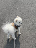 皇家狗粮 成犬粮 通用犬型 CC通用狗粮12月以上 3KG【成犬通用】 实拍图