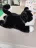 BURDO豆包AI智能对话机器人熊猫猫咪玩偶毛绒玩具儿童早教女孩生日礼物 AI摇尾奶牛猫【大模型永久免费更新】 国内外通用【WIFI版】多种语言+情绪表达 实拍图