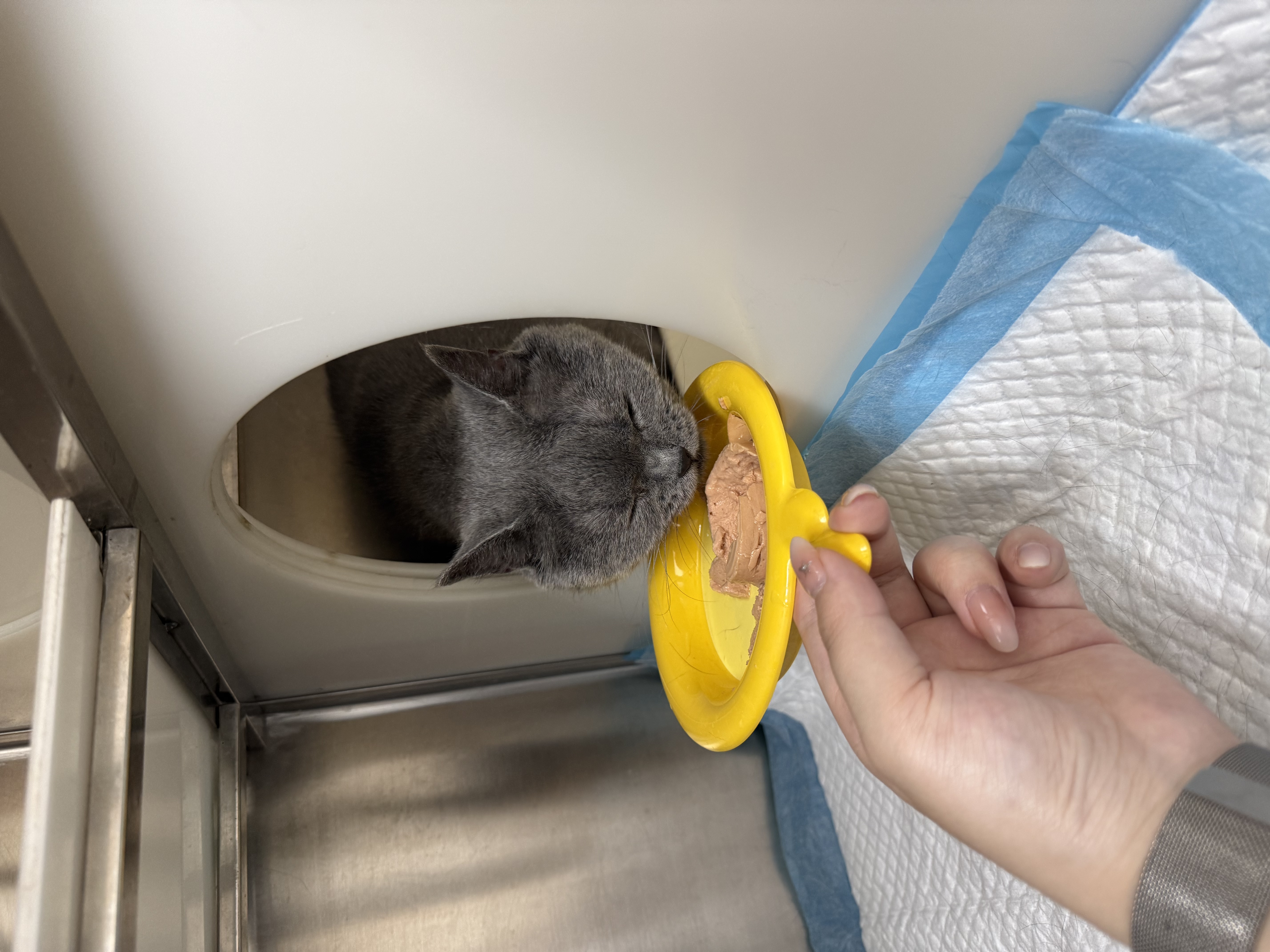 澳龙AD犬猫主食罐头湿粮主食罐情绪舒缓营养补充康复护理湿粮85g*3 实拍图