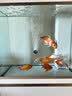 森森（SUNSUN）大型鱼缸底过滤水族箱客厅家用落地玻璃生态金鱼缸 【实时温显+灯控】珍珠白 0.6米长35cm宽 实拍图