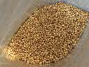 陈一凡黄苦荞茶 全胚芽全颗粒云南黄金荞麦茶 泡水喝 散装500g 实拍图