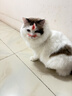 皇家成猫猫粮 营养均衡 F32 通用粮 1-7岁 15KG 实拍图