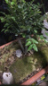 御春阁小叶紫檀树苗黑骨茶室内阳台盆栽花卉绿植耐寒四季常青微景观桩形 大号粗2公分双叉高20厘米左右 实拍图