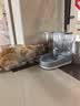 华元宠具超大容量宠物自动喂食器狗狗饮水机狗盆猫碗喂水猫咪投食器套装 实拍图