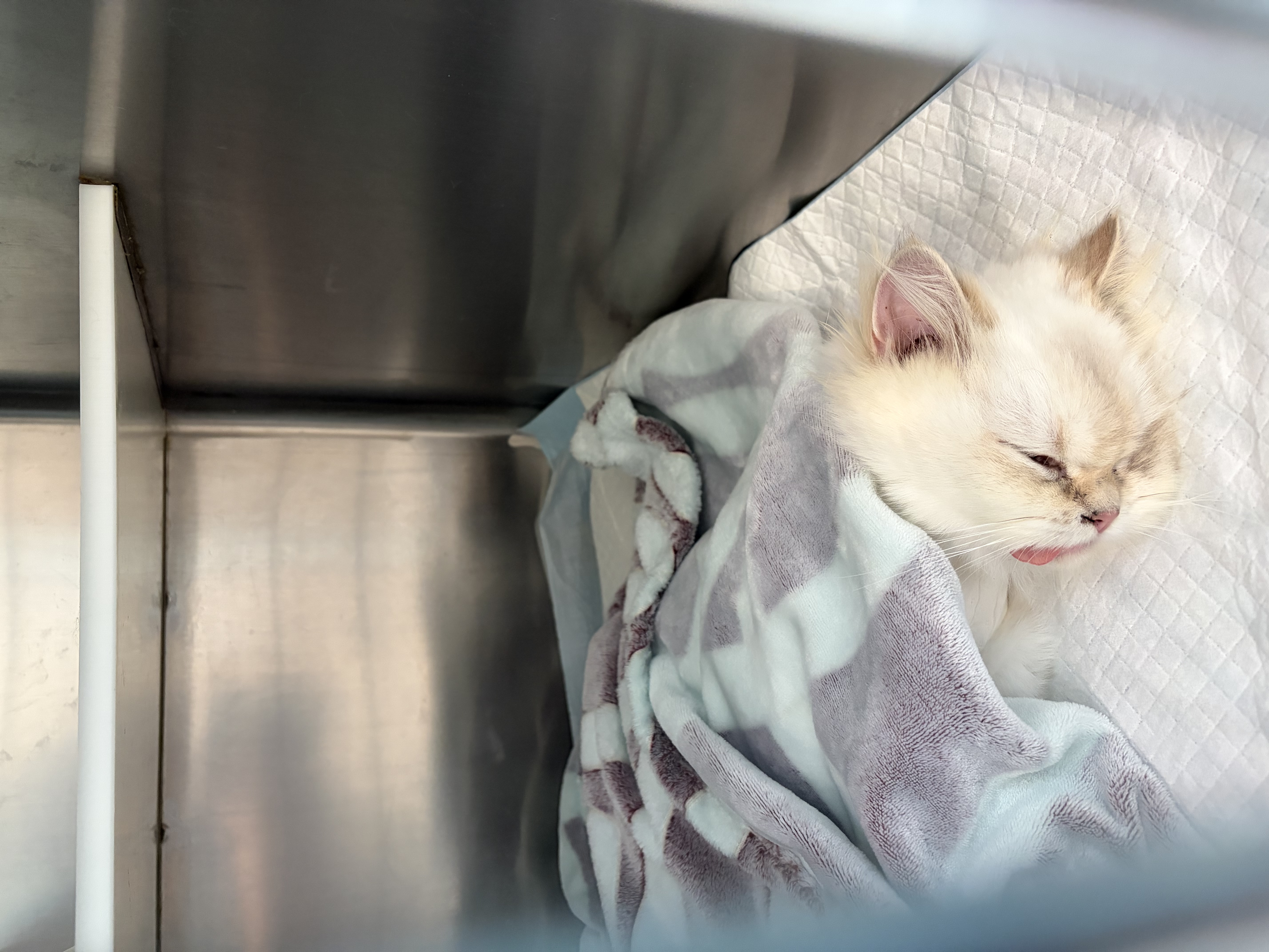 欢宠网宠物猫咪绝育服猫手术服母猫衣服断奶术后恢复猫猫小猫透气防舔衣 实拍图
