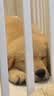 心粮红袋肉骨头狗粮全价无谷冻干通用犬粮18kg 实拍图
