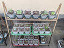 史丹利绿植营养肥料盆栽植物通用型室内有机家庭绿叶观叶型复合肥500g 实拍图