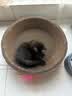 疯狂的主人猫抓板窝碗形大号猫抓盆不掉屑猫窝宠物猫玩具瓦楞纸猫爪板 实拍图