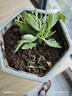 长寿花盆栽重瓣大花带花苞花苗四季室内开花好养的花卉植物 12.金狐狸(带花苞)送肥料 不含盆 实拍图