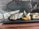 汉洋（HANYANG）贝壳鱼缸造景装饰摆件套餐水族箱底沙砂石天然海螺 实拍图
