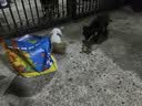 亿佳果狗粮通用型5KG20斤成犬幼犬专用泰迪金毛牛肉味冻干狗粮高钙营养 高钙壮骨升级款纯粮（幼犬） 10斤 实拍图