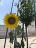 花美诺营养土养花通用型花土种花土壤大包50斤盆栽花卉种植土有机肥料 通用营养土100斤添加生根粉多菌灵 实拍图