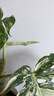 曼秀雷敦（Mentholatum）乐肤洁抗痘控油爽肤液淡化痘印补水保湿紧致毛孔去油祛黑头油脂 【舒缓调理痘肌】清爽控油乳液45g 实拍图