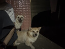 麦富迪 狗粮 超肉粒冻干双拼全期犬粮小型犬中大型犬成犬幼犬通用天然粮 【热卖】小型犬全期专用|10kg 实拍图
