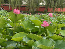鲁花 【保真菜籽油】食用油 低芥酸特香菜籽油 5L  /桶   实拍图