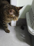 宠物航空箱猫咪空运包猫笼猫包狗狗托运便携车载猫箱子 灰色超大号【59*37*36cm】 航空箱 实拍图