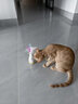 欢宠网猫玩具猫咪不倒翁羽毛铃铛逗猫棒球自嗨解闷神器猫猫小猫幼猫宠物 实拍图