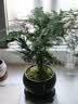 八芽文竹盆栽植物室内客厅中式禅意盆景好养绿植办公室摆件创意花卉 禅意盆文竹-含密胺托盘 带盆栽好 实拍图