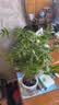 水培植物富贵竹天堂鸟白掌鸭脚木室内米竹子绿植花卉办公桌面好养 20颗米竹35-45cm+营养液【不含盆】 无规格 实拍图