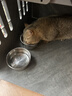喔喔（WOWO）全价猫粮 经典大蓝包冻干三鲜 成猫幼猫通用猫干粮 鳕鱼虾3kg 实拍图