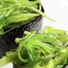 盖世酸甜裙带菜150g*10袋 海藻沙拉 凉菜海白菜海草夏日减脂 量贩囤货 实拍图