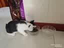 鼎伴3效抗过敏猫粮减少过敏原低敏脱敏全价鼎半成幼猫粮清敏主粮1.5kg 实拍图