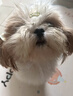 领先犬主食罐120g*6罐鹅肉南瓜西芹配方全阶段全价狗粮罐头湿粮 实拍图