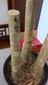 京东绿植发财树步步高盆栽客厅室内大型绿色植物办公室乔迁开业源头直发 实拍图