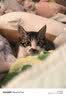 憨憨宠猫笼折叠猫笼子大号猫别墅加粗加密双层猫舍猫窝宠物猫咪用品家用 黑色 700双层 实拍图