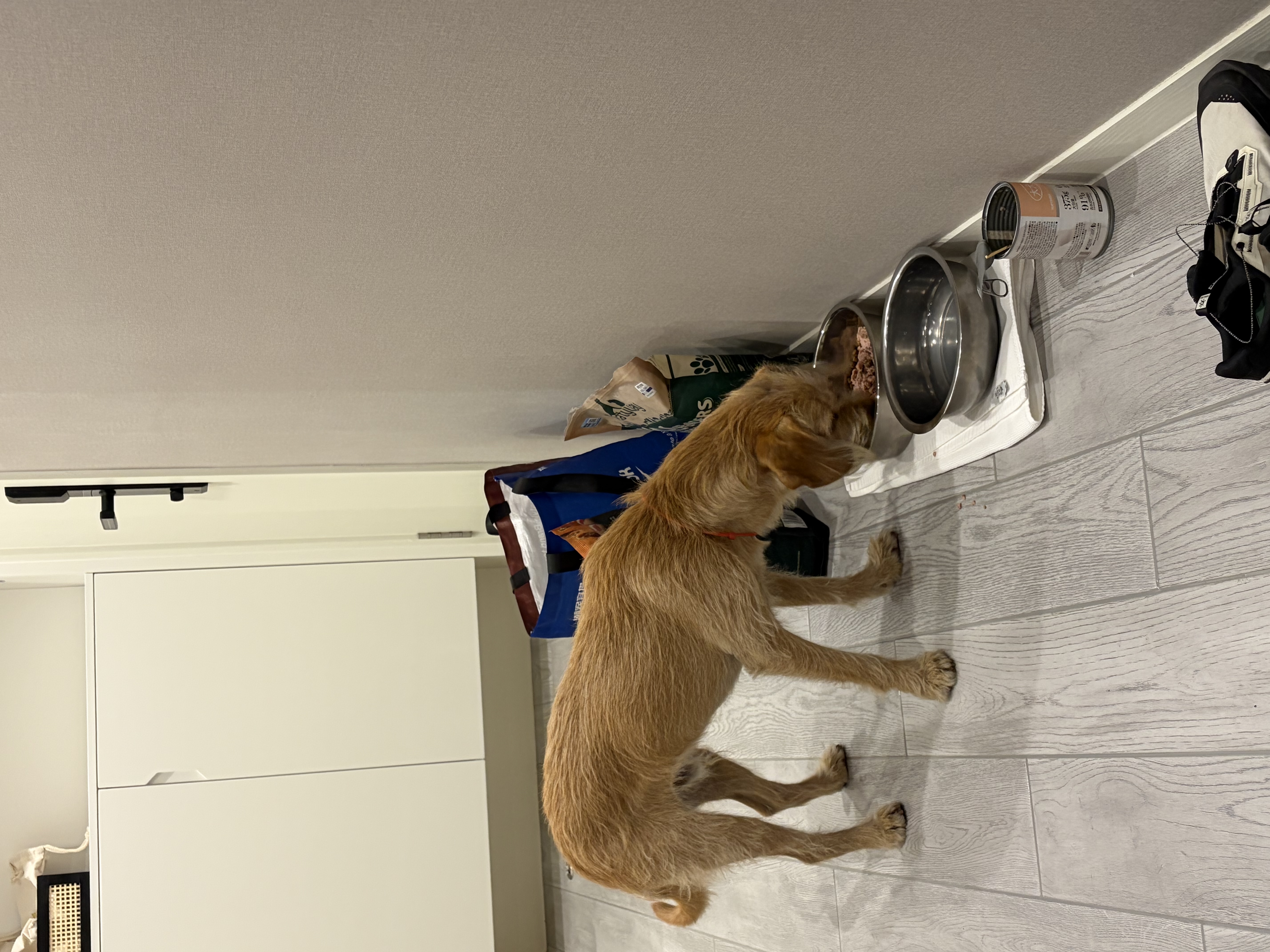领先全价犬主食罐狗罐头成幼犬湿粮零食狗饭120g*18罐（三种口味） 实拍图