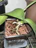 亚克力正方形透明花盆塑料种植盆水培透气加厚蝴蝶兰专用控根盆 2号10.5*9*11cm【送托盘】 1个装 实拍图