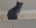鼎伴悠抚4效pro升级款抗过敏猫粮猫毛鼎半全价幼成猫粮清敏主粮1.5kg 实拍图
