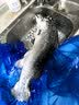 聚鲜品 智利冷冻整条三文鱼(大西洋鲑)14-12斤一条 进口海鲜烹饪食材 要整条发出 实拍图