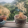 文竹盆栽绿植花卉盆景植物室内客厅水培文松云竹文竹大苗四季常青 小文竹【2棵更实惠】原土球发货 高度15-25cm 实拍图