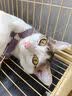 沃趣不沾底结团除臭清新空气柠檬味木薯猫砂5kg 实拍图