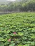 杜邦（DU PONT）水槽弹跳芯厨房水槽过滤网漏水塞304不锈钢弹跳芯PJ042 实拍图