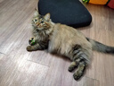 麦富迪猫粮 barf霸弗天然猫粮冻干生骨肉高蛋白成猫粮养胃增肌牛肉5.4kg 实拍图