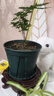 文竹盆栽绿植花卉盆景植物室内客厅水培文松云竹文竹大苗四季常青 文竹【1颗】原盆原土球发货 高度15-25cm 实拍图