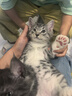 皇家猫粮 幼猫湿粮 幼猫奶糕 离乳期幼猫罐头1-4月通用粮88g*12 实拍图