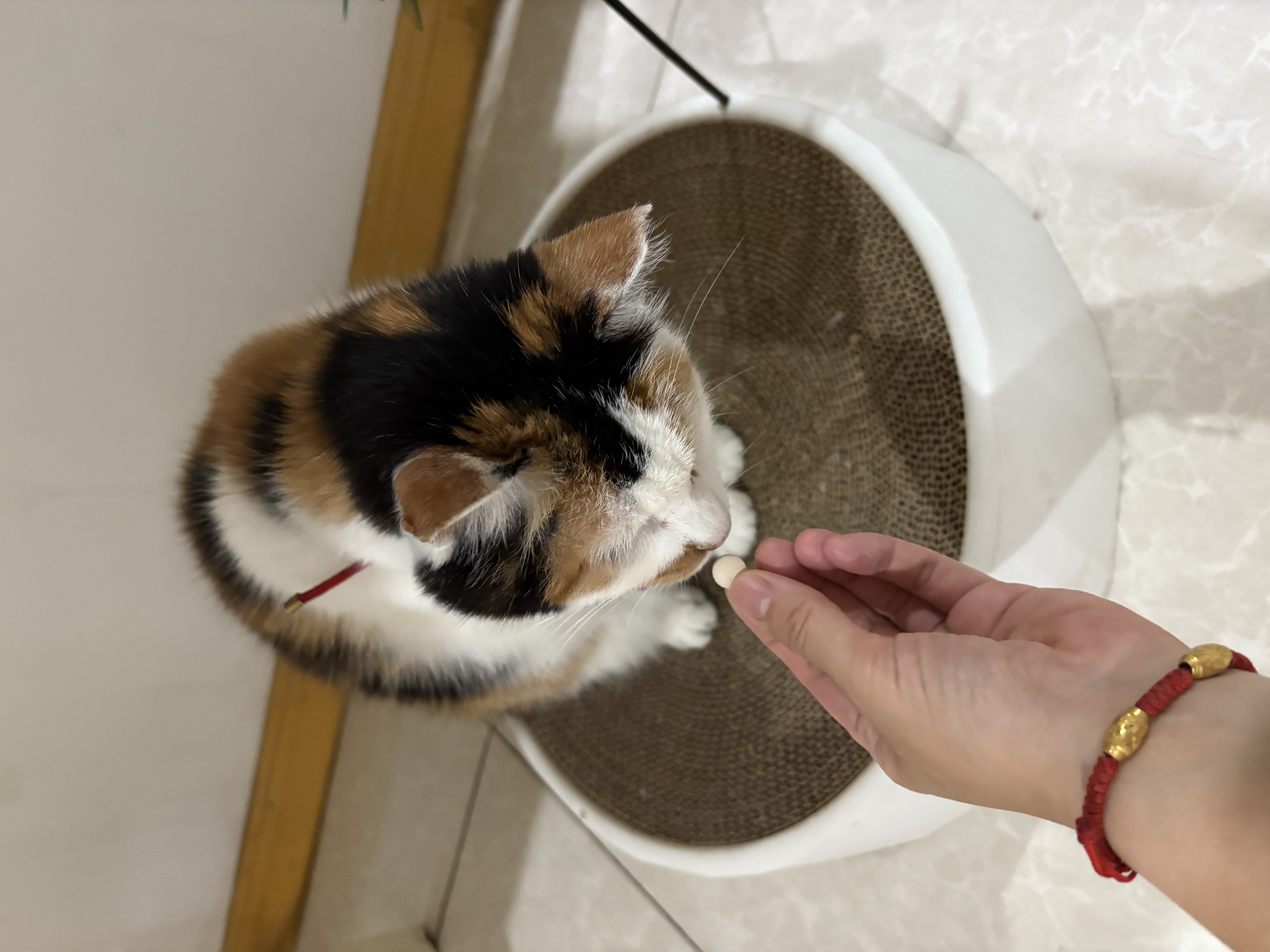 爪爪博士鲨鱼氨糖软骨素片养护关节狗狗钙片猫咪宠物骨骼健骨补钙 实拍图