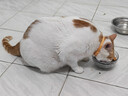 网易严选全价猫粮4.0 成幼猫三文鱼亮毛护肠胃深海鱼虾味10kg【宠物金选】 实拍图