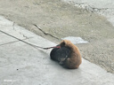 力狼（LILANG）狗粮幼犬粮 博美泰迪柯基金毛边牧全犬种中小型犬通用型狗粮 【超值囤货】幼犬专研粮10kg20斤 实拍图