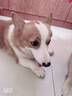 醇粹黑标鸭肉梨狗粮小型犬冻干粮 成犬幼犬柯基泰迪通用型粮1.5kg3斤 实拍图